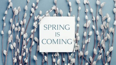Pussy willow branches and a card with inscription Spring is coming. Concept of Springtime