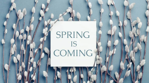 Pussy Willow Branches Card Inscription Spring Coming Concept Springtime — Stock Photo, Image