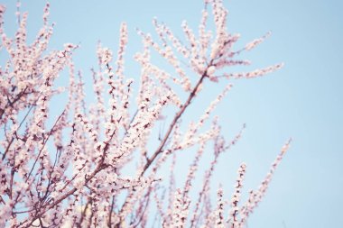 Çiçek açan kayısı ağaçları. Güzel bahar çiçekleri