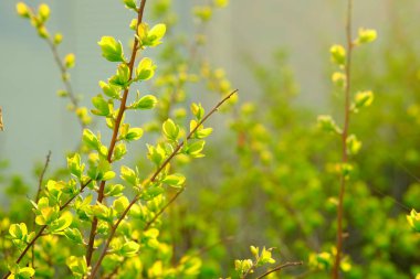 İlk bahar yaprakları dallarda. Genç yeşiller. İlkbahar