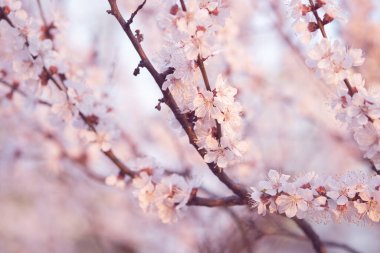 Çiçekli meyve ağaçlarının dalları. Bahçede bahar çiçekleniyor.