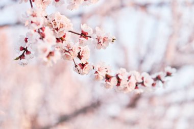 Çiçekli meyve ağaçlarının dalları. Bahçede bahar çiçekleniyor.