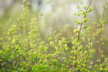 İlk bahar yaprakları dallarda. Genç yeşiller. İlkbahar