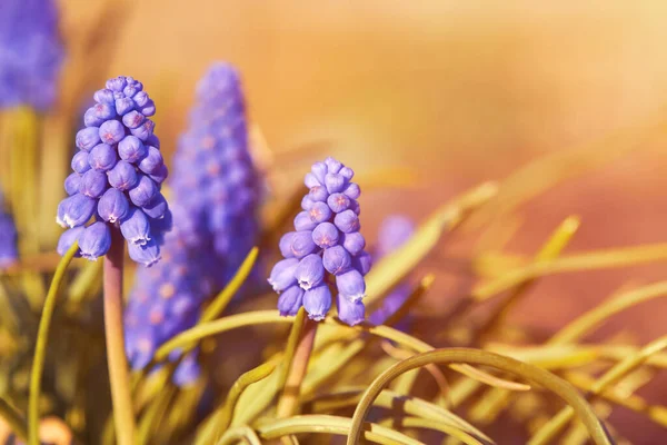 Traubenhyazinthe Blumen Muscari Erste Blaue Frühlingsblumen — Stockfoto