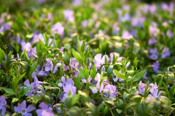 Vahşi bahar çiçekleri, küçük menekşe (vinca minor)