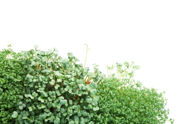 Brócolis Microverde Agrião Rabanete Isolado Branco Conceito Jardinagem Casa Vegetação — Fotografia de Stock