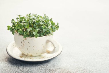 Beyaz seramik bardakta taze organik mikro yeşiller. Sağlıklı ve vejetaryen yemekleri.