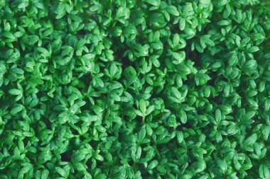 Su teresi mikroyeşil. Yeşil yaprak dokusu kapat