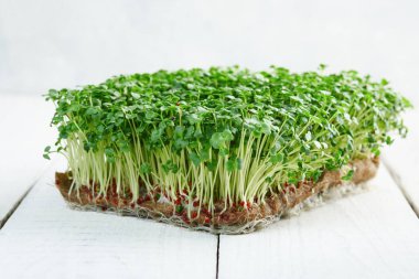 Keten bir hasırın üzerinde büyüyen mikro yeşil brokoli.