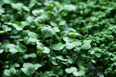 Turp yeşili. Yeşil yaprak dokusu kapat