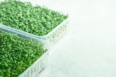 Büyüyen mikro-yeşil su teresi ve brokoliyle plastik kutular.