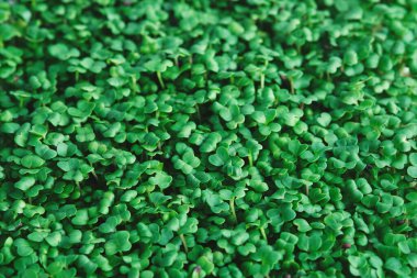 Brokoli mikroyeşil. Yeşil yaprak dokusu kapat