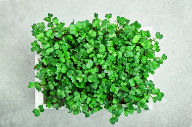 Beyaz ahşap bir kutuda turp mikroyeşil. Üst Manzara. Evde bahçıvanlık ve evde yeşillik yetiştirme kavramı.