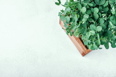 Tahta kutuda mikro yeşil bezelyeler. Evde bahçıvanlık ve evde yeşillik yetiştirme kavramı