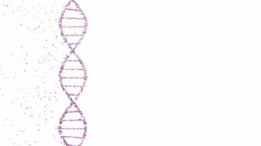 Beyaz zemin üzerinde kırmızı ve mavi yüzen parçacıklardan oluşan dönen DNA iplikçiklerinin minimum animasyonu moleküler yapı, genetik, biyoteknoloji ve dijital bilimsel görselleştirmeyi temsil etmektedir.