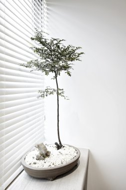 Kör bahisleri sonraki bitkiler