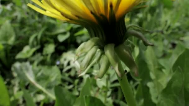 Carpintero abeja en un diente de león — Vídeos de Stock