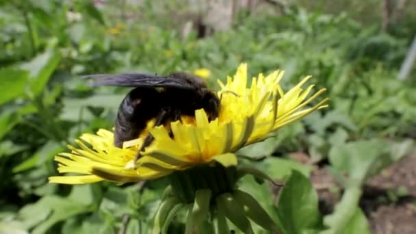 Pszczoła Carpenter na dandelion — Wideo stockowe