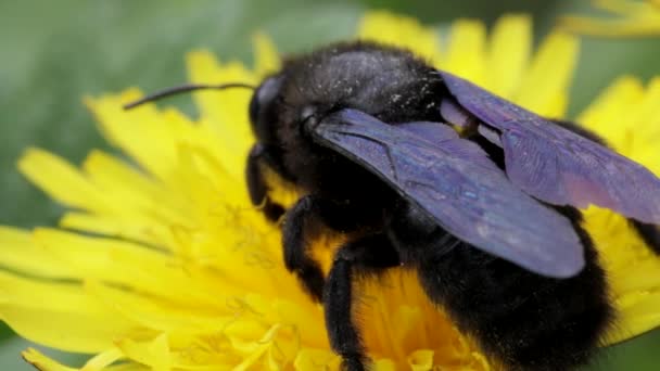 Теслярська бджола на кульбабі — стокове відео