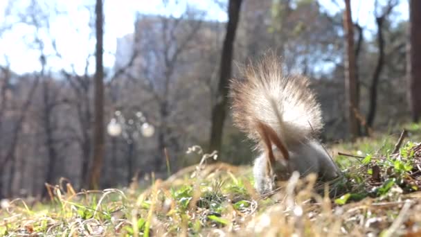 Ardilla comiendo nueces en el parque — Vídeos de Stock