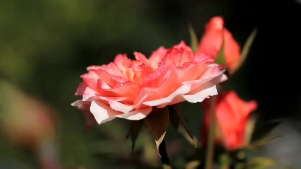 Otevřená květina červená růže s kapkami Rosy — Stock video