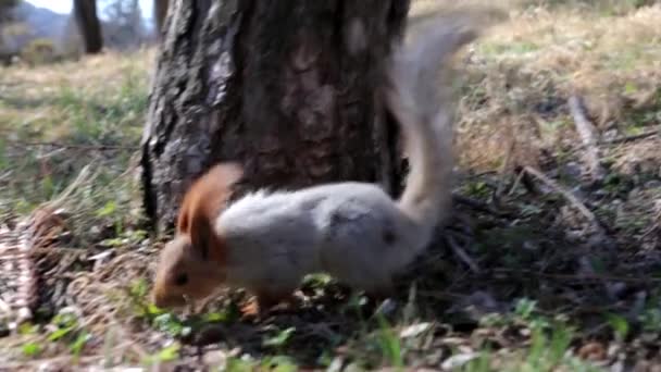 Esquilo comendo nozes no parque — Vídeo de Stock