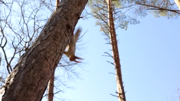 Veverka dolů ze stromu — Stock video