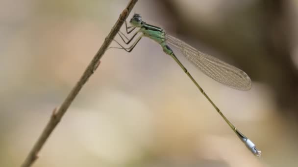 Green damselflies dragonfly — Stock Video