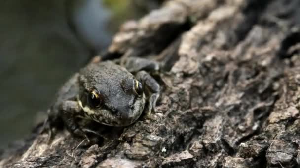 Katak kecil duduk di atas kulit kayu di kolam — Stok Video