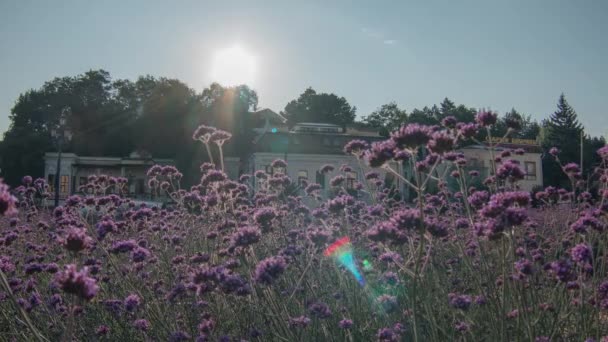 Timelapse Del Sol Mañana Sobre Las Flores Silvestres Desnudas Ciudad — Vídeos de Stock