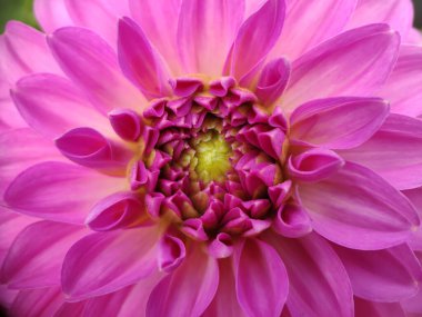 Mor kozmetik çiçeği yakından.