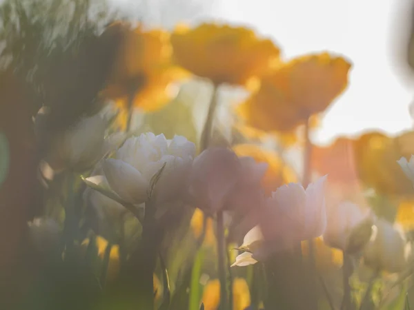 Tulpen Van Gele Andere Kleuren Mooie Nederlandse Tulpen Gemaakt Zachte — Stockfoto