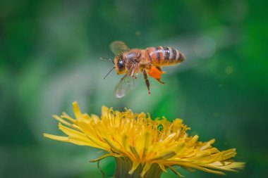 Sarı bir karahindiba çiçeğinin yanında uçan bir arı. Sulu makro shot..