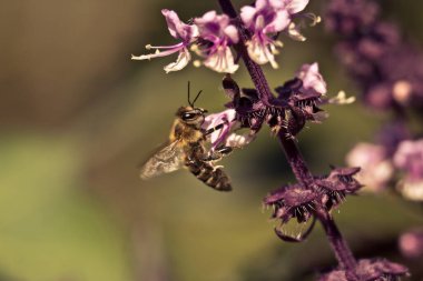 Arı yakından, fesleğen çiçeğinin yanında uçuyor. Benzersiz makro çerçeveler.