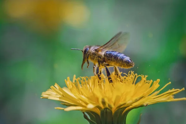 Bee Flight Yellow Dandelion Flower Juicy Macro Shots — Stock Photo, Image