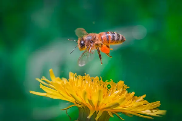 Pszczoła Locie Pobliżu Żółtego Kwiatu Mniszka Lekarskiego Soczyste Makro Shoty — Zdjęcie stockowe