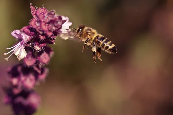 Bee Close Flying Light Flowers Basil Grass Unique Macro Frames — Stock Photo, Image