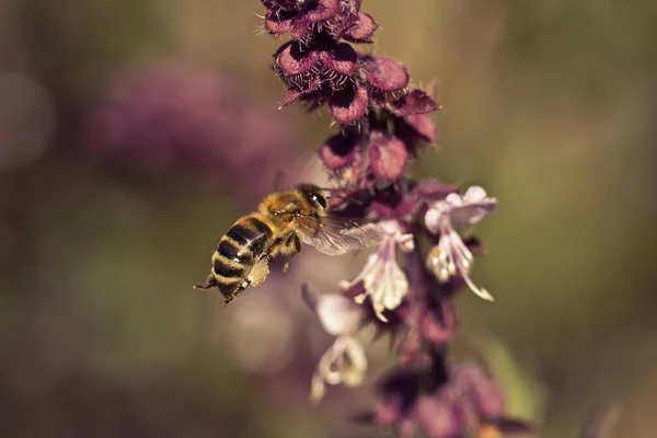 Bee Närbild Flyger Nära Ljusa Blommorna Basilika Gräs Unika Makroramar — Stockfoto