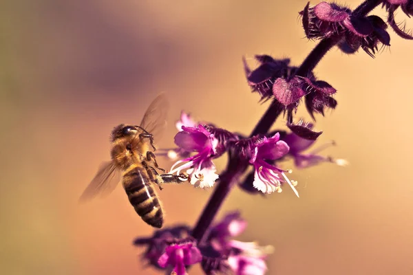 Gros Plan Sur Les Abeilles Volant Près Des Fleurs Claires — Photo