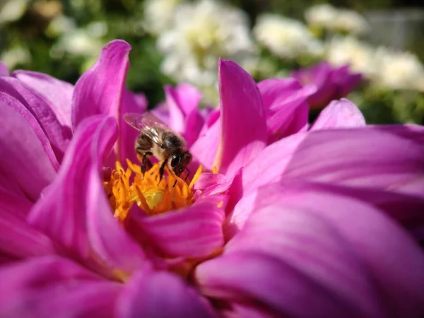 Een Bij Een Paarse Krokusbloem Cosmei Close Verzamelt Nectar Voor — Stockfoto