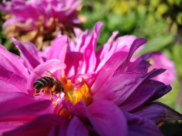 Ett Lila Krokusblomma Kosmetisk Närbild Samlar Nektar För Honung — Stockfoto