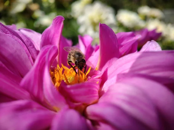 Ett Lila Krokusblomma Kosmetisk Närbild Samlar Nektar För Honung — Stockfoto