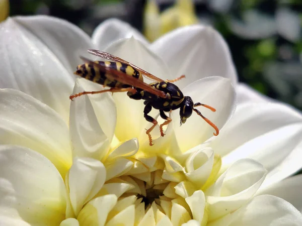 Een Wesp Close Een Witte Bloemknop Zoek Naar Nectar — Stockfoto