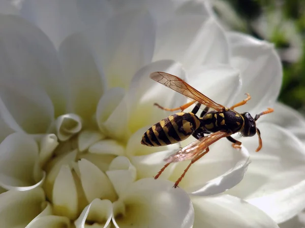 Une Guêpe Gros Plan Sur Bourgeon Fleur Blanche Recherche Nectar — Photo