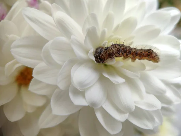 Gros Plan Chenille Sur Bourgeon Une Fleur Blanche Recherche Nourriture — Photo