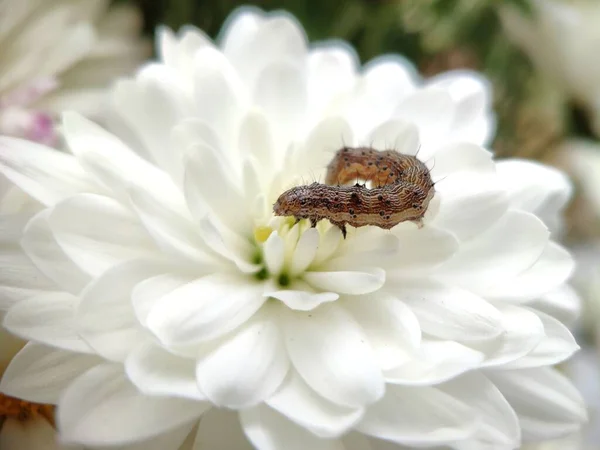 Lagarta Close Sobre Botão Uma Flor Branca Busca Comida — Fotografia de Stock