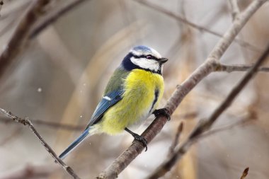 A bird tit of bright colors sits on a tree branch. Spring or autumn.