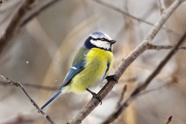 A bird tit of bright colors sits on a tree branch. Spring or autumn.