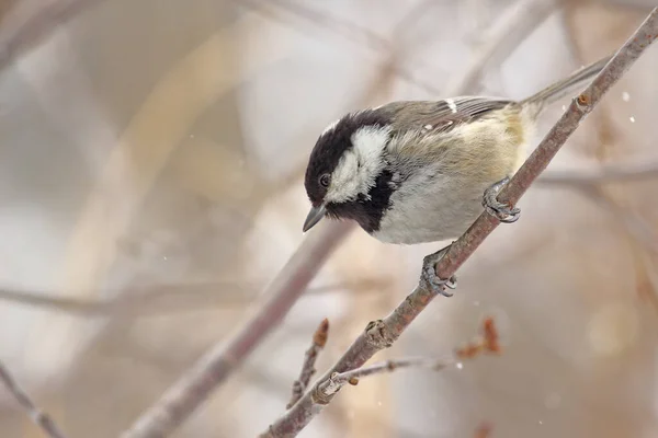 A bird tit of gray, black and white shades sits on a tree branch. Spring or autumn.