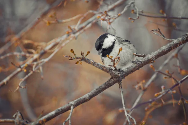 Bird Tit Gray Black White Shades Sits Tree Branch Spring — Photo
